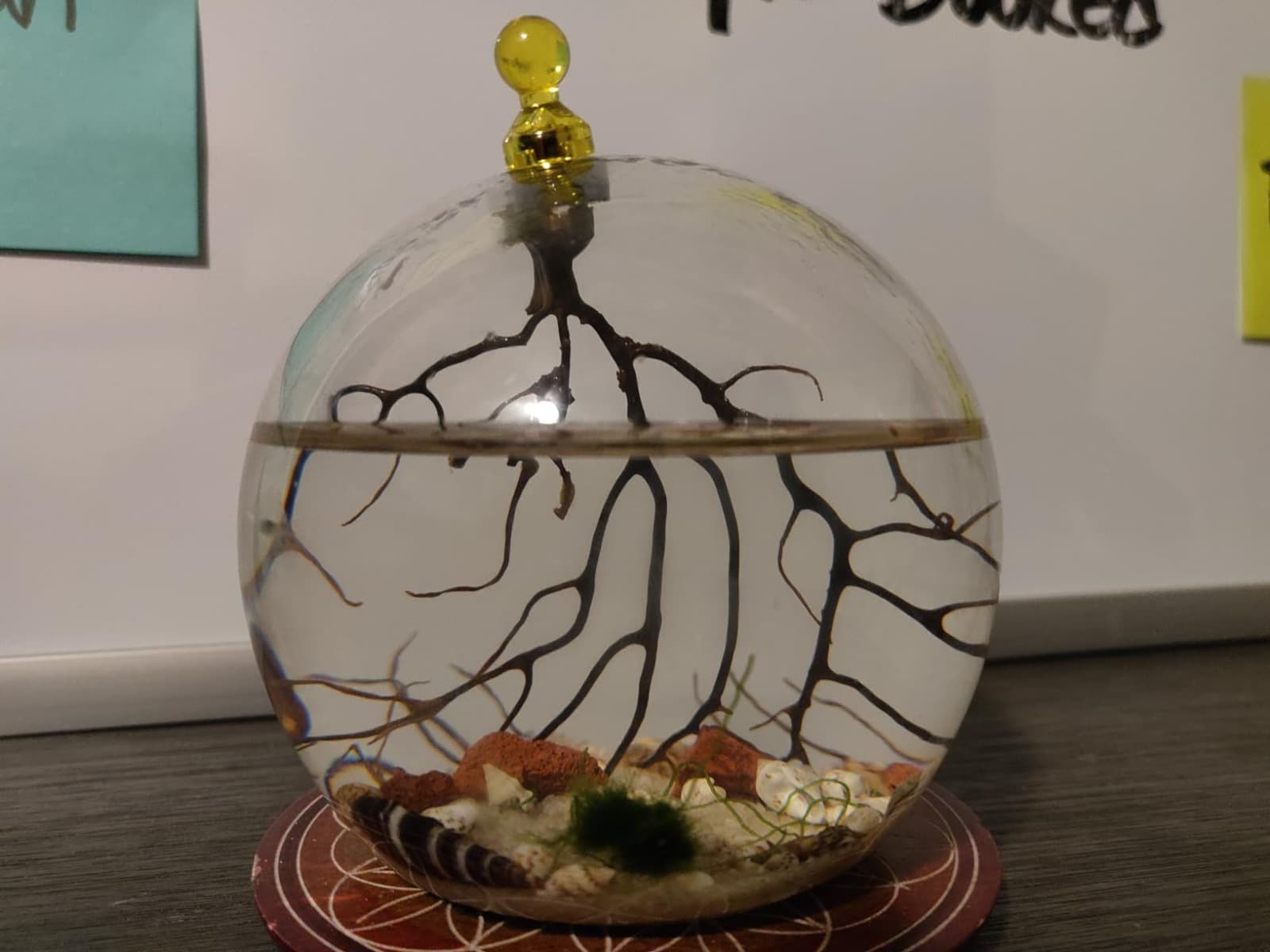 Explore Shrimp Ecosphere: Tiny Worlds Packed with Beauty