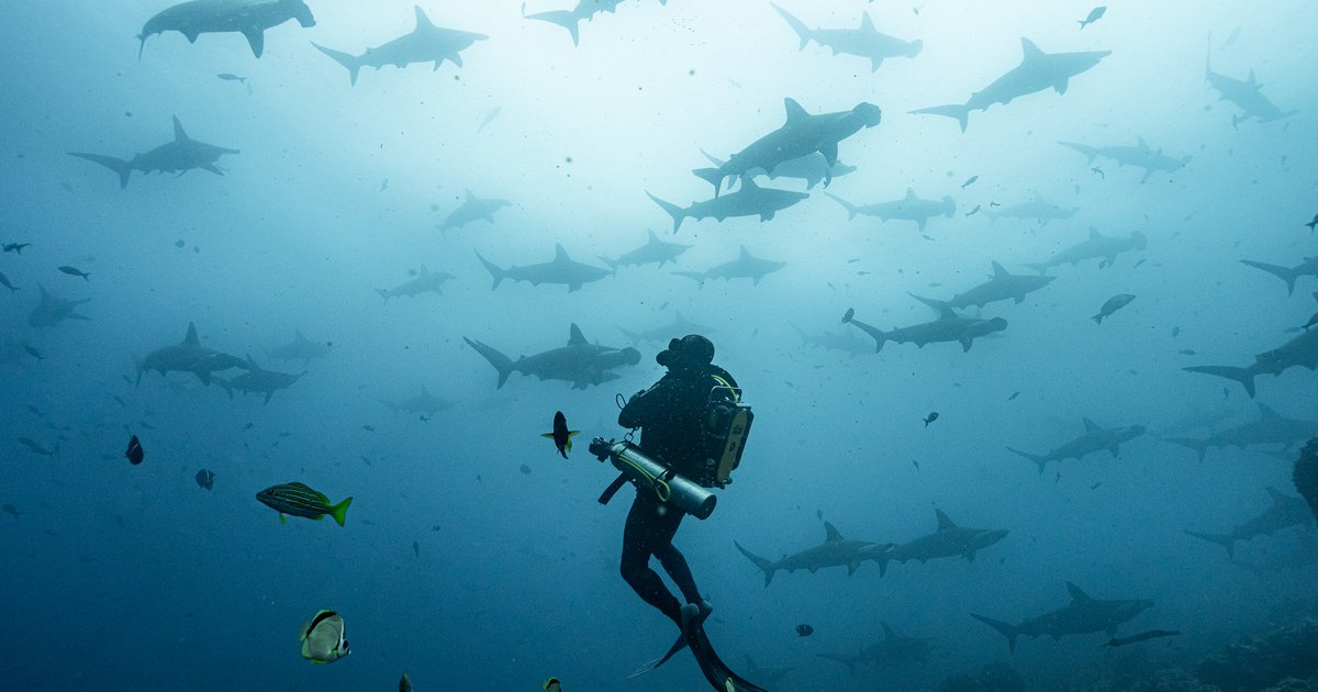 Planning the Perfect Palau Dive Holidays Adventure